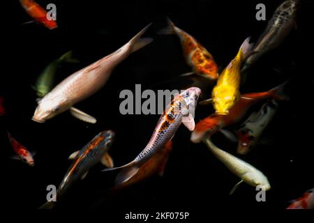 Farbige Sorten japan Phantasie Karpfen oder Koi japanischen Fisch genauer nishikigoi Schwimmen in Süßwasser am Wasserteich und Pool im Gartenpark bei B Stockfoto