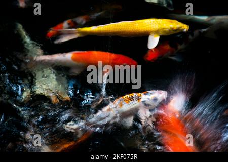 Farbige Sorten japan Phantasie Karpfen oder Koi japanischen Fisch genauer nishikigoi Schwimmen in Süßwasser am Wasserteich und Pool im Gartenpark bei B Stockfoto