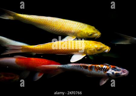 Farbige Sorten japan Phantasie Karpfen oder Koi japanischen Fisch genauer nishikigoi Schwimmen in Süßwasser am Wasserteich und Pool im Gartenpark bei B Stockfoto