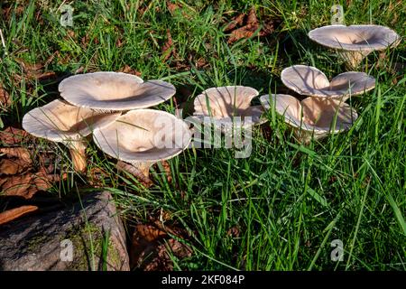 Wayside 'Trooping Funnel' Pilze unterhalb von Beacon Edge, Penrith, Cumbria, Großbritannien Stockfoto