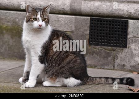 Larry the Cat, gesehen vor dem Eingang zur Downing Street 10, London, Großbritannien. Stockfoto