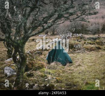 Moosiger Wald in Slieve Carran, Burren National Park, Irland Stockfoto