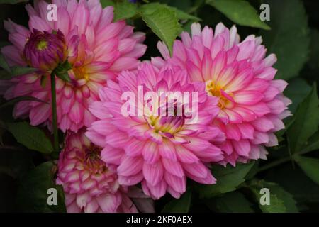 Rosafarbene Dahlie blüht im Garten Stockfoto