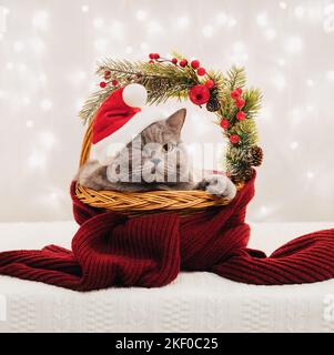 Britische Katze im Weihnachtsmannhut liegt im Weihnachtskorb und zwinkert. Niedliche Katze mit Neujahrsschmuck. Symbol für das chinesische Neujahr 2023. Stockfoto