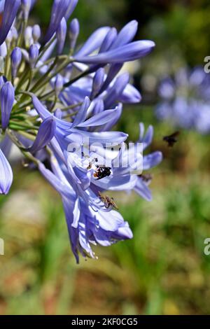 Stachellose Biene bestäubt Agapanthus-Blüten Stockfoto