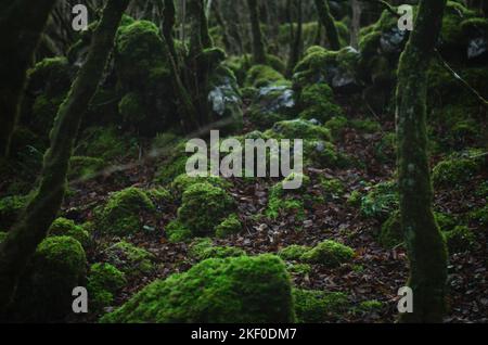 Moosiger Wald in Slieve Carran, Burren National Park, Irland Stockfoto