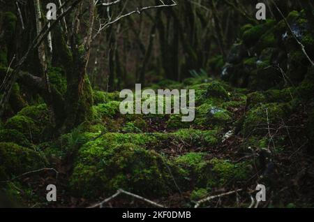 Moosiger Wald in Slieve Carran, Burren National Park, Irland Stockfoto