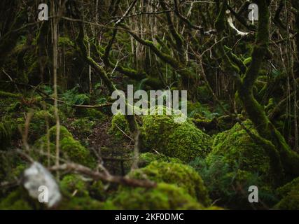 Moosiger Wald in Slieve Carran, Burren National Park, Irland Stockfoto