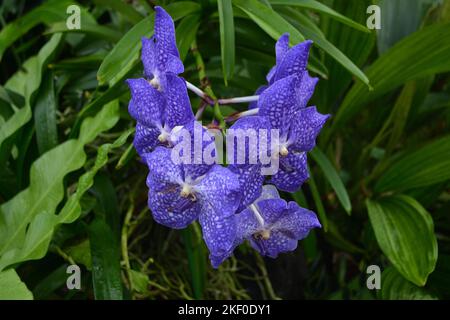 Blue Orchid in Kew Gardens, London in einem Wintergarten Stockfoto