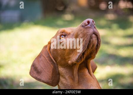 Wunderschönes ungarisches Vizsla-Hundeporträt. Vizsla Jagdhund liegt im Garten und schaut zur Seite. Hundegeschichte. Stockfoto