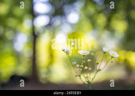 Gänseblümchen im natürlichen Hintergrund, künstlerische Natur im Nahbereich. Frühlingssommer Blumenlandschaft. Traumhafte, verschwommene Wiese auf Waldfeldern Stockfoto