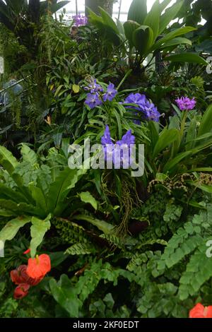 Blue Orchid in Kew Gardens, London in einem Wintergarten Stockfoto