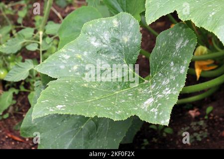 Pilzkrankheit Mehltau auf einem Pattypan-Squashblatt (Pattypan, Jakobsmuschel-Squash, Patisson). Weiße Plakette auf dem Blatt. Infizierte Pflanze. Stockfoto