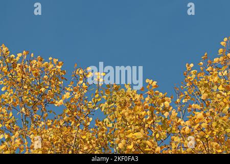 Der leuchtend gelbe Herbst zieht sich vor einem blauen, klaren, wolkenlosen Himmel. Herbstlaub. Gutes Wetter. Goldener Herbst. Indischer Sommer. Stockfoto