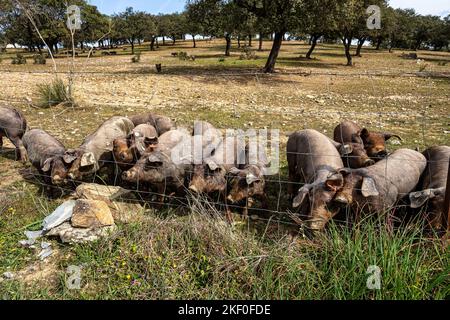 Iberische Schweine grasen zwischen den Eichen auf den Feldern von Membrio, Extremadura in Spanien, Europa Stockfoto