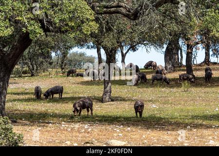 Iberische Schweine grasen zwischen den Eichen auf den Feldern von Membrio, Extremadura in Spanien, Europa Stockfoto