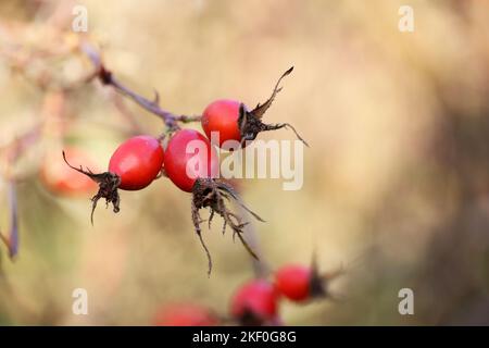 Reife Hagebutten auf einem Busch. Rote medizinische Früchte des Briars Stockfoto