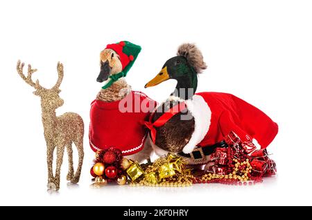 Enten und weihnachten vor weißem Hintergrund Stockfoto