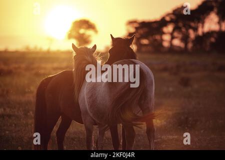 Isländische Pony Stockfoto