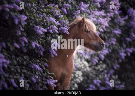 Shetlandpony vor dem Holunderbusch Stockfoto
