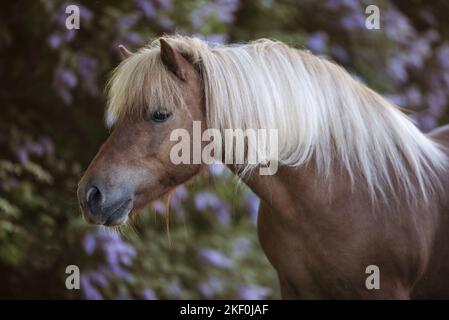 Shetlandpony vor dem Holunderbusch Stockfoto