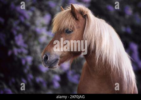 Shetlandpony vor dem Holunderbusch Stockfoto