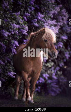 Shetlandpony vor dem Holunderbusch Stockfoto