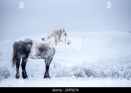 Percheron Stockfoto