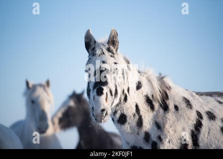 Maultier im Winter Stockfoto