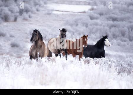 Quarter Horse mit Paint Horse Stockfoto