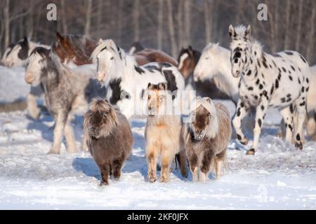 Pferdeherde im Winter Stockfoto