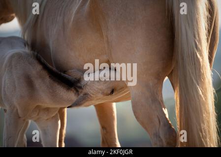 Quarter Horse Fohlen mit Mutter Stockfoto