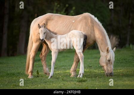 Quarter Horse Fohlen mit Mutter Stockfoto