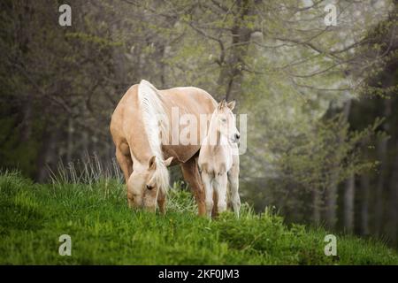 Quarter Horse Fohlen mit Mutter Stockfoto