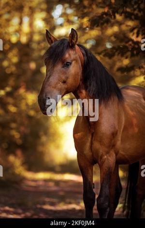 Huzule im Wald Stockfoto