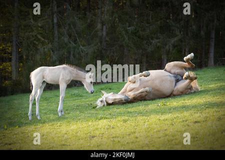 Quarter Horse Fohlen mit Mutter Stockfoto