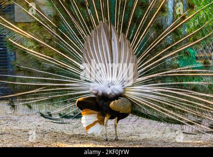 pfau mit ausgeklappten Federn Rückansicht, tropische Ziervogelart aus Indien Stockfoto