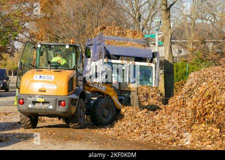 Frontlader für Herbstblatt-Pickup. Historisches Viertel, Oak Park, Illinois. Die Blätter werden kompostiert. Stockfoto