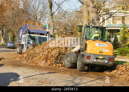 Frontlader für Herbstblatt-Pickup. Historisches Viertel, Oak Park, Illinois. Die Blätter werden kompostiert. Stockfoto