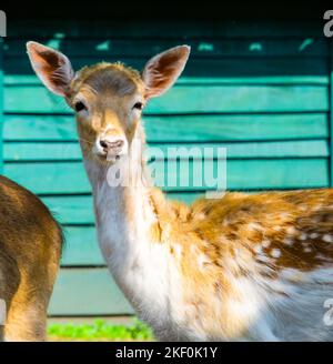 Der Kopf eines weiblichen europäischen Damhirsches in Nahaufnahme, Mantel der Sommersaison, beliebte Zootierart Stockfoto