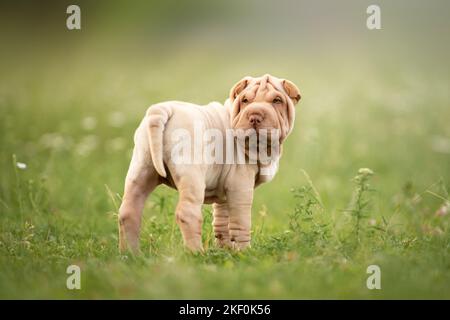 Stehender Shar Pei Welpe Stockfoto