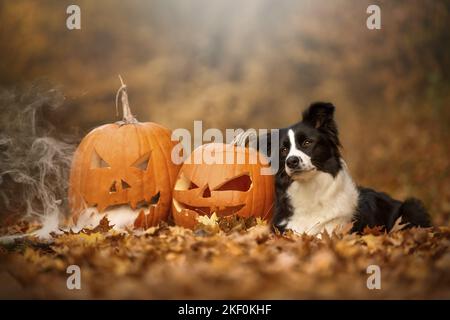 Border-Collie liegend Stockfoto