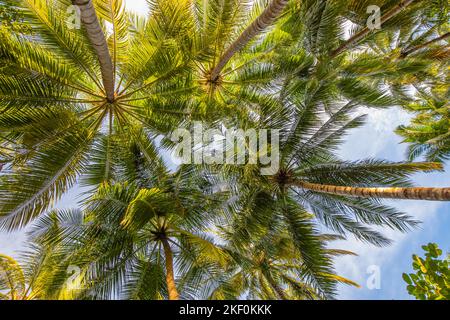 Kokospalmenwald am Sonnentag heller Himmelshintergrund. Reisen Sie tropischer Sommerurlaub am Strand oder Ökologie, Naturumweltkonzept Stockfoto