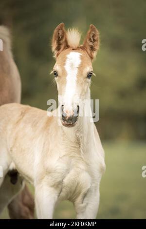 Stehendes Haflinger Pferd Fohlen Stockfoto