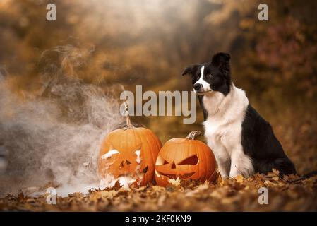 Border-Collie sitzend Stockfoto