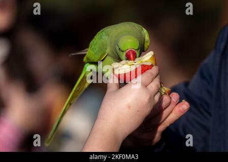 Person, die an einem hellen Herbsttag in einem Londoner Park einen roten Apfel zu einem grünen ringhalsigen Sittich füttert. Feral Sittich essen aus der Hand Stockfoto