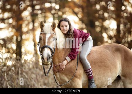 Frau reitet Haflinger Stockfoto