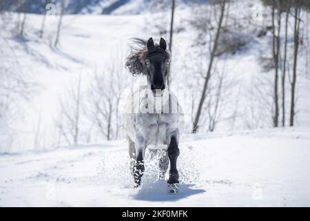 Galoppierendes Noriker-Pferd Stockfoto