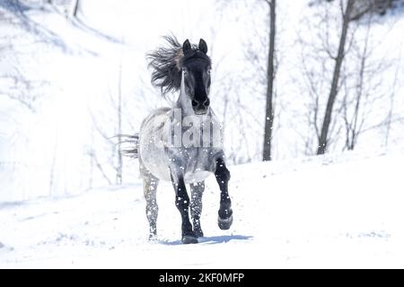 Galoppierendes Noriker-Pferd Stockfoto