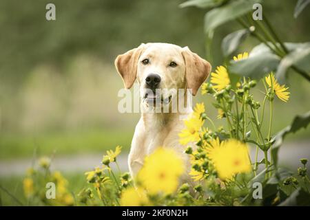 junger Labrador Retriever Stockfoto